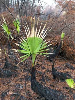 July 13 regrowth - Palmetto fronds Jul_13regrowth.jpg