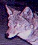 Coyote Coyote