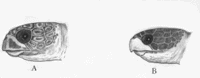Species Identification