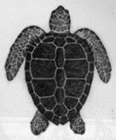 Loggerhead turtle